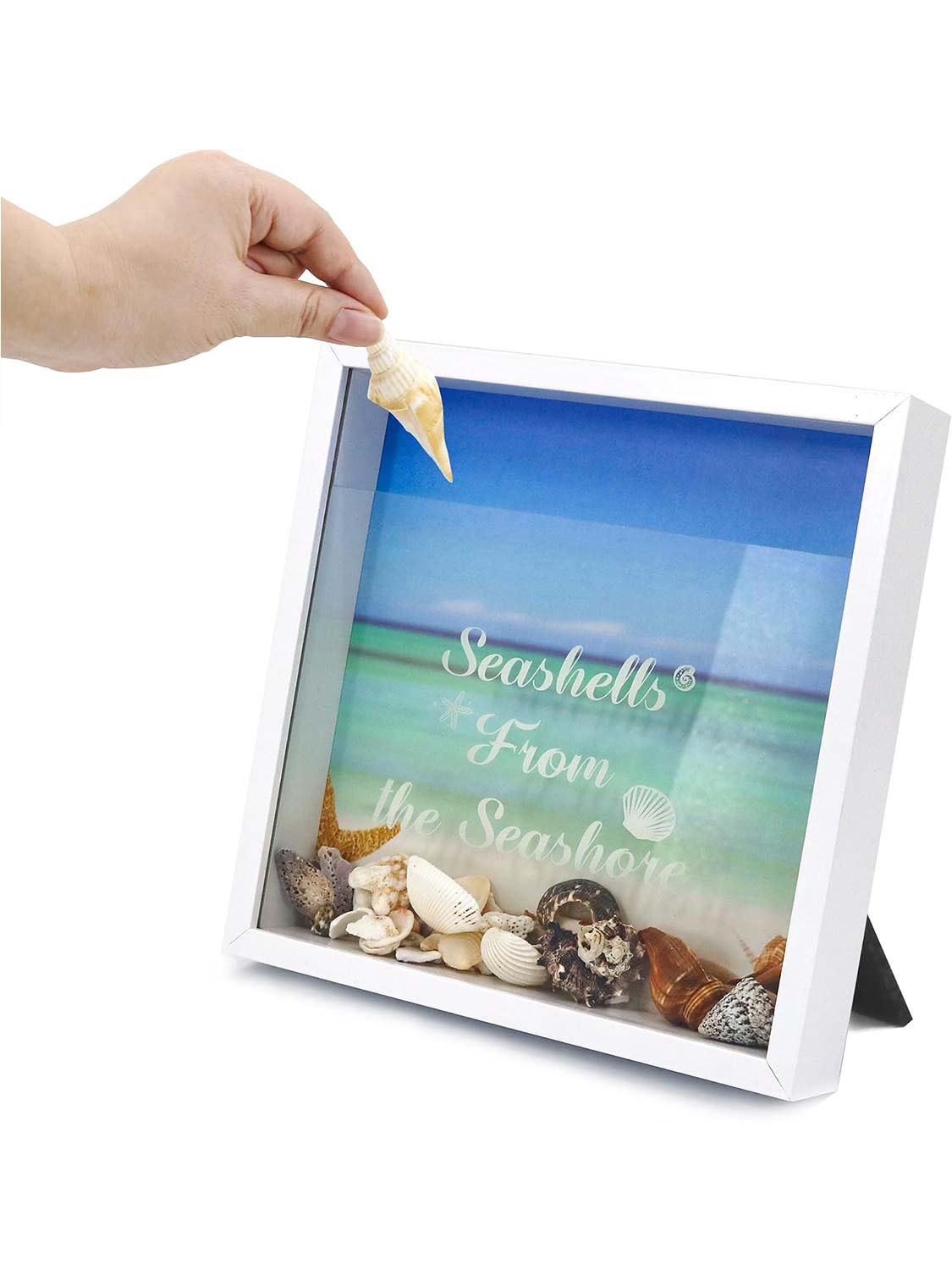 Seashell Display Box with Slot for Agates, Shark Teeth, Starfish & Trinkets - 2 Sizes Available