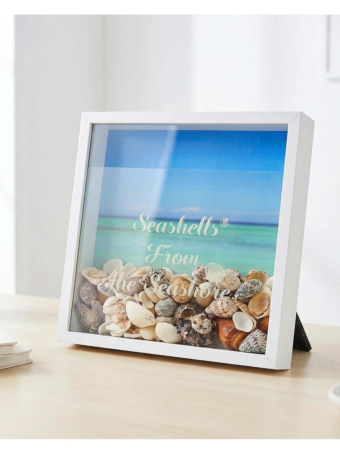 Seashell Display Box with Slot for Agates, Shark Teeth, Starfish & Trinkets - 2 Sizes Available