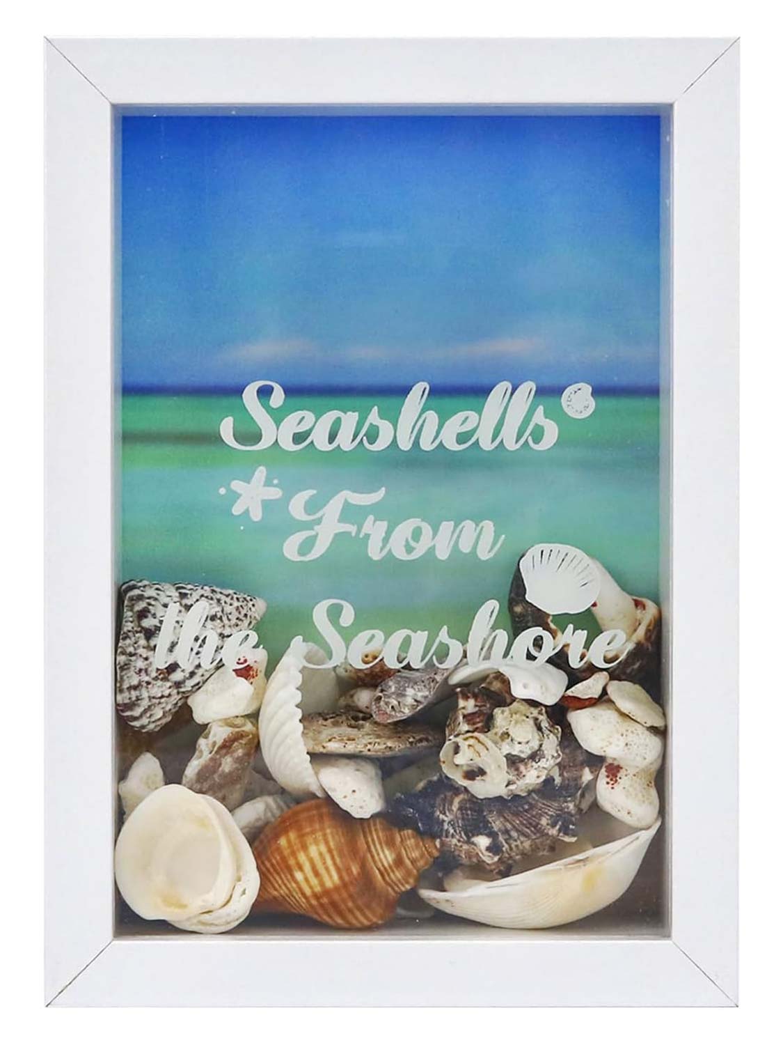 Seashell Display Box No Slot for Agates, Shark Teeth, Starfish & Trinkets - 2 Sizes Available