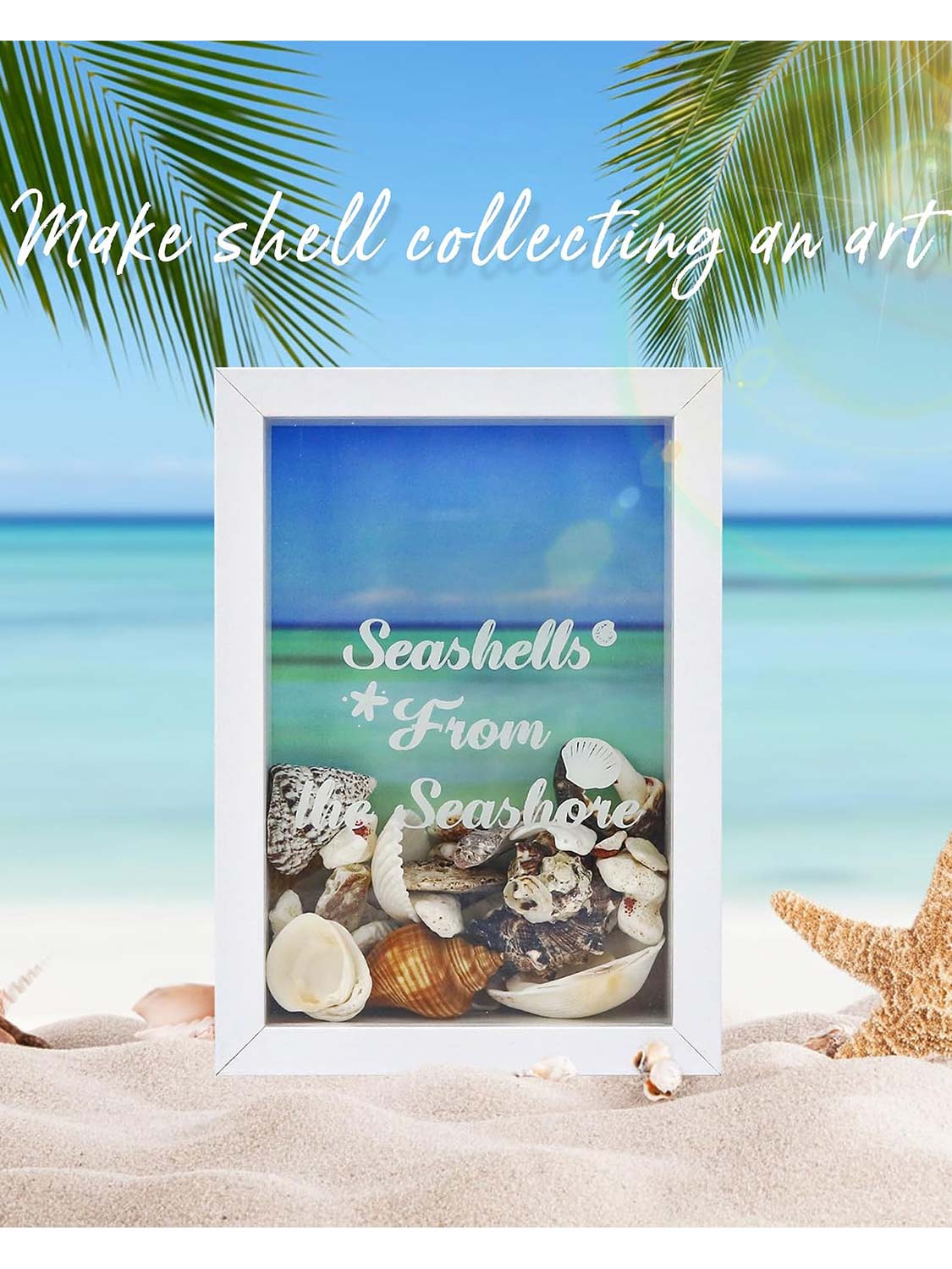 Seashell Display Box No Slot for Agates, Shark Teeth, Starfish & Trinkets - 2 Sizes Available