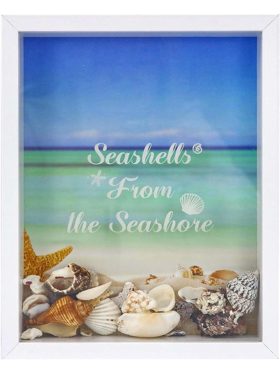 Seashell Display Box No Slot for Agates, Shark Teeth, Starfish & Trinkets - 2 Sizes Available