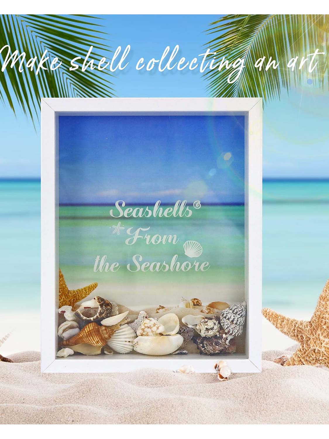 Seashell Display Box No Slot for Agates, Shark Teeth, Starfish & Trinkets - 2 Sizes Available